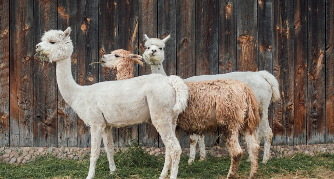 Alpacahoeve Teylingen