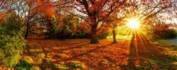 Nieuwsbrief herfst!